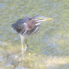 Green heron