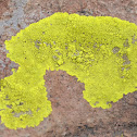 Lichen