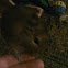 Degu