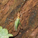 Pine Tree Cricket