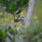 (Myrtle) Yellow-rumped Warbler - female