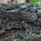 Eastern Fence Lizard
