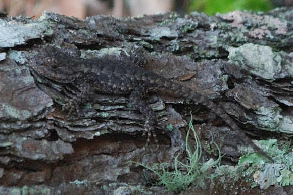 Spotting Image 1