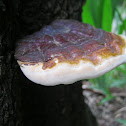 Lingzhi Mushroom