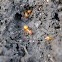 Citronella ants