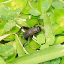 Cricket
