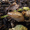 Babosa terrestre