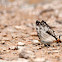 Cyrestis thyodamas