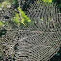 spider web