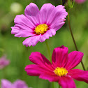 Cosmos