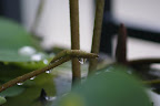 bbc_DSC01303-rev.jpg