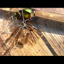 Six-spotted Fishing Spider