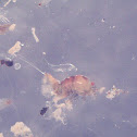 Copepod sp