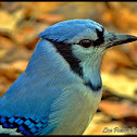 Blue Jay