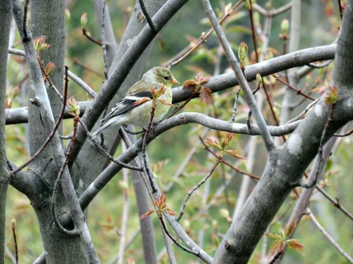 American Goldfinch