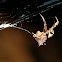 Hackled Orb Weaver