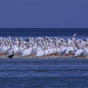 White Pelicans