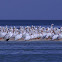 White Pelicans
