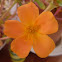 Impatiens walleriana. Alegría del hogar, Alegría de la casa, Balsamina o Miramelindo