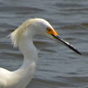 Snowy Egret