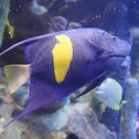 HalfMoon Angelfish