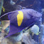 HalfMoon Angelfish