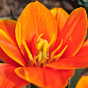 Tulip