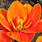 Tulip
