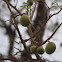 Bush Mango
