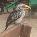 Southern Yellow-billed Hornbill