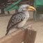 Southern Yellow-billed Hornbill