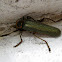 Jewel Soldier Beetle