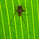 Lophopid planthopper nymph