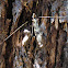 Patterned crane fly