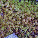 Haircap moss