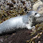 Harbor Seal