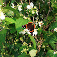 Oklahoma Lepidoptera
