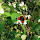 Oklahoma Lepidoptera