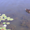 White Water Lily