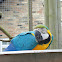 Blue-and-yellow Macaw