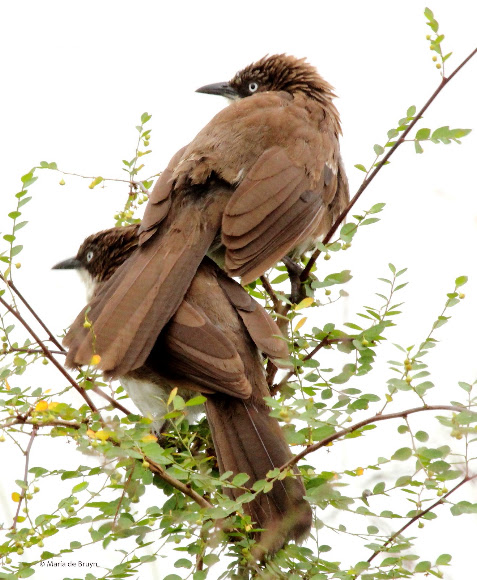 Spotting Image 1