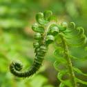 Western Sword Fern