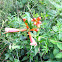 Trumpet Creeper