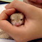 Fat-tailed Gerbil