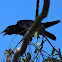Torresian Crow