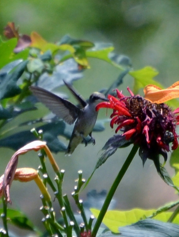 Ruby throated humming bird