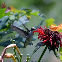 Ruby throated humming bird