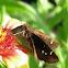 Twin-spot skipper