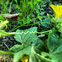 Cucumber