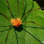 Harvestman
